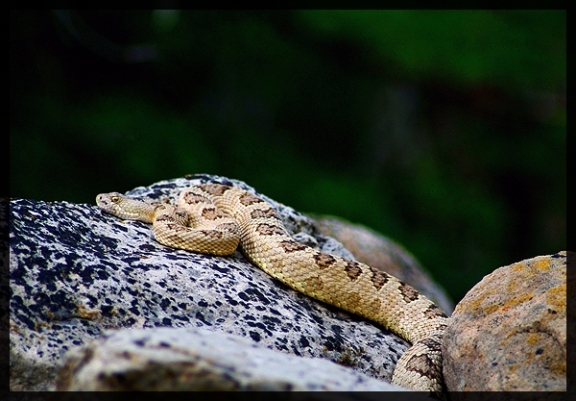 image of Great Basin Rattlesnake